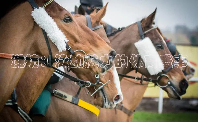 潍坊：泳动魅力的体育盛事